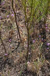 San Antonio false foxglove